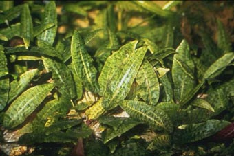 Cryptocoryne affinis